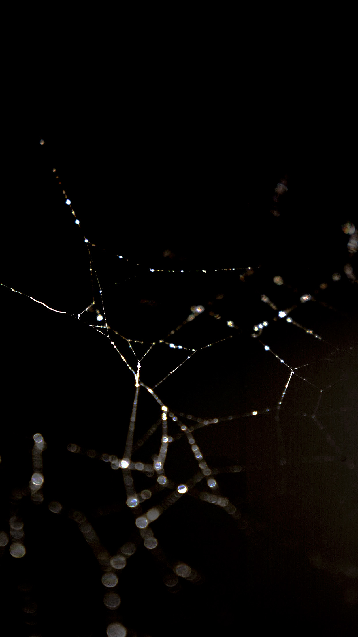 Spider Web Nature Rain Water Pattern Bw Dark Android wallpaper