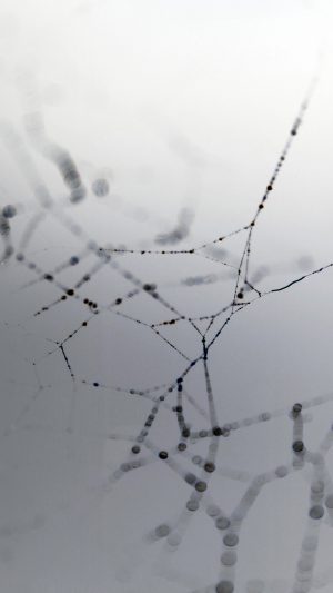 Spider Web Nature Rain Water Pattern Bw White Android wallpaper