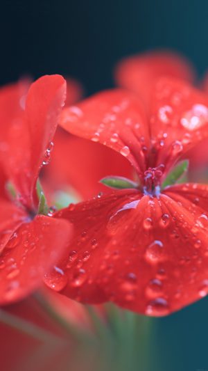 Spring Flower Party Red Nature Android wallpaper