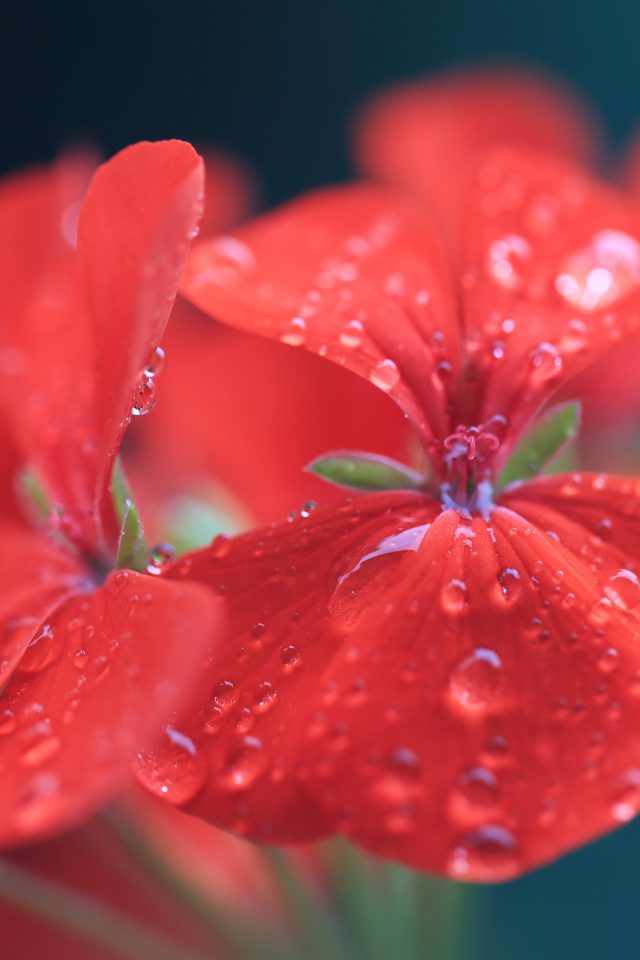 Spring Flower Party Red Nature Android wallpaper