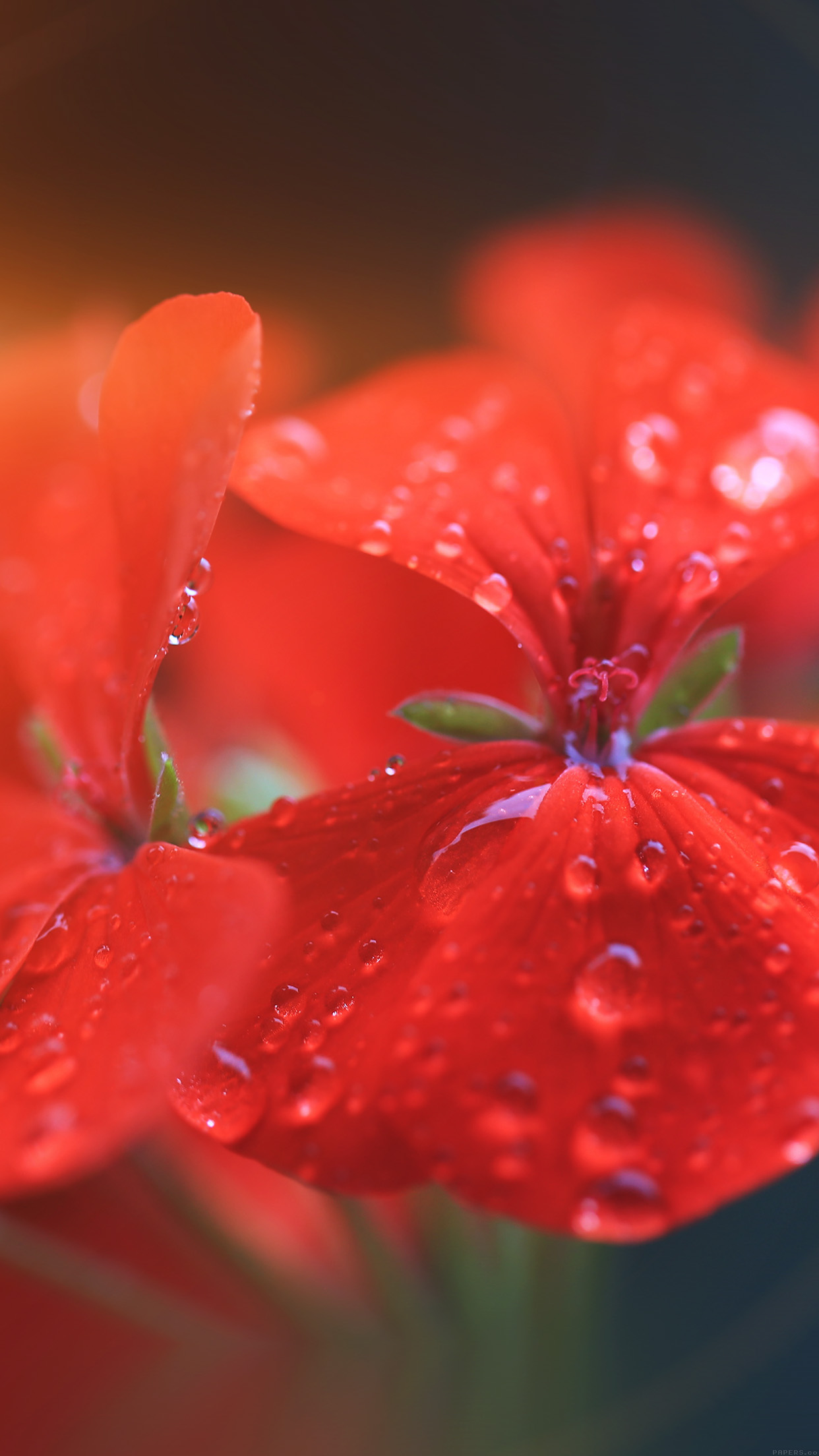 Spring Flower Party Red Nature Flare Android wallpaper