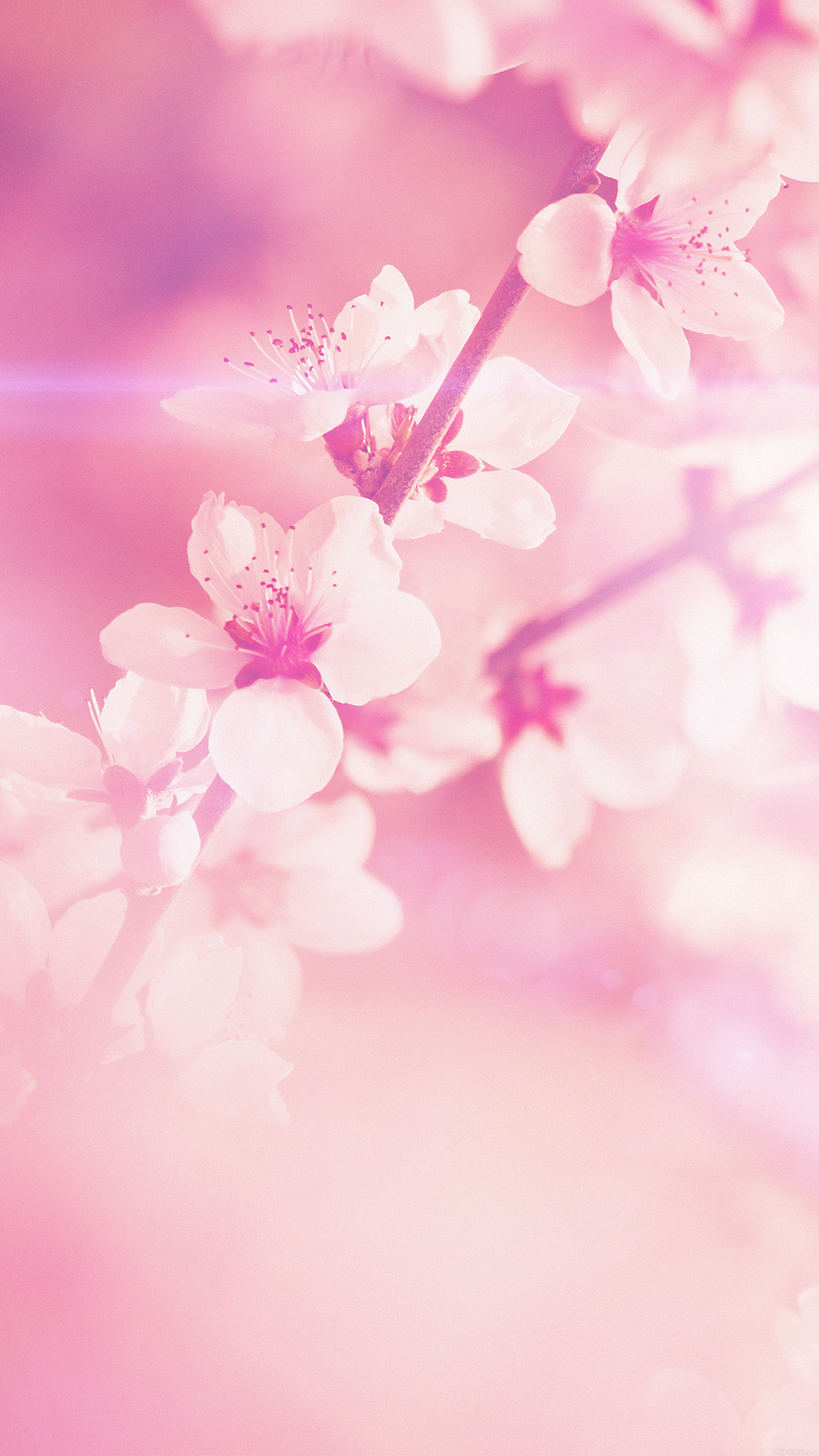 Spring Flower Pink Cherry Blossom Flare Nature Android wallpaper