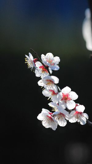 Spring Flower Sakura Nature Tree Android wallpaper
