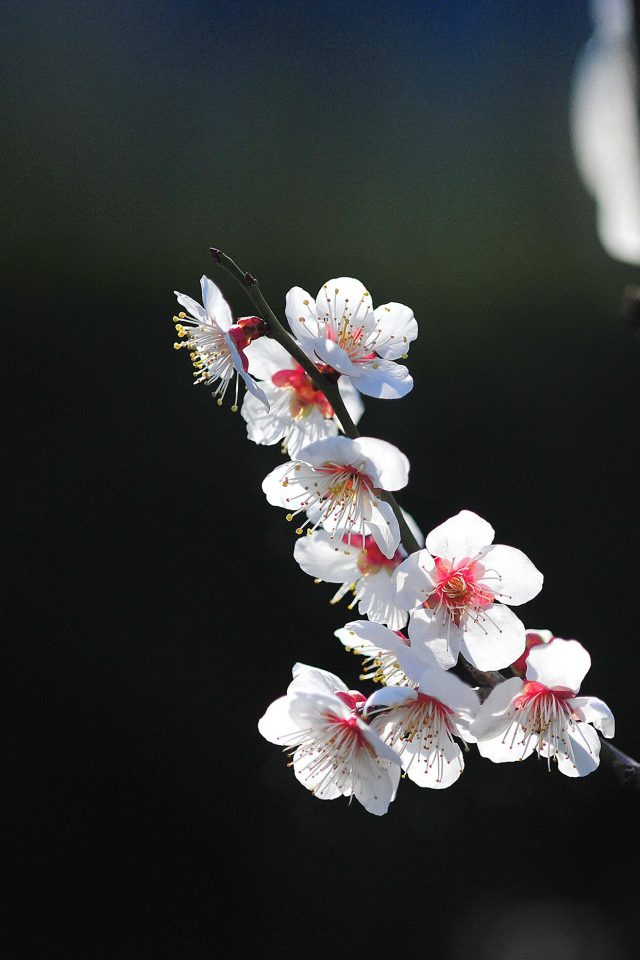 Spring Flower Sakura Nature Tree Android wallpaper