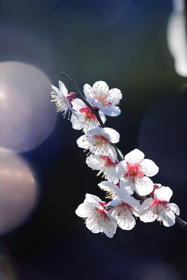 Spring Flower Sakura Nature Tree Flare Happy Android wallpaper