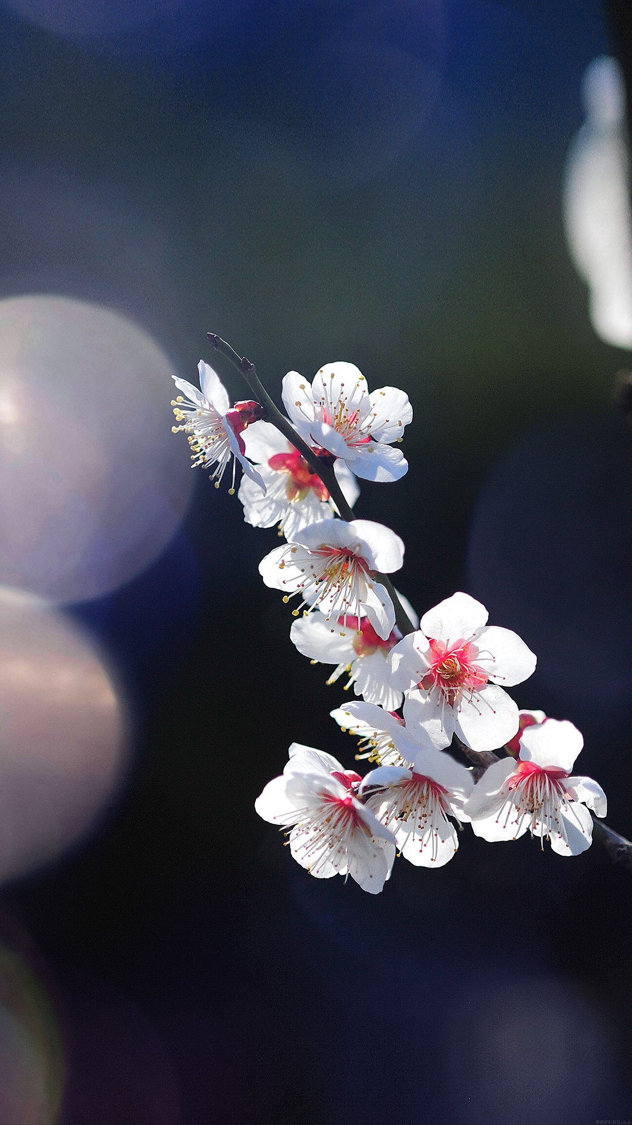 Spring Flower Sakura Nature Tree Flare Happy Android wallpaper