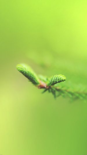 Spring Glow Miss Warmth Nature Leaf Android wallpaper