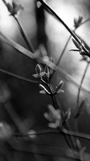 Spring Leave Green Nature Bokeh Tree Dark Bw Android wallpaper