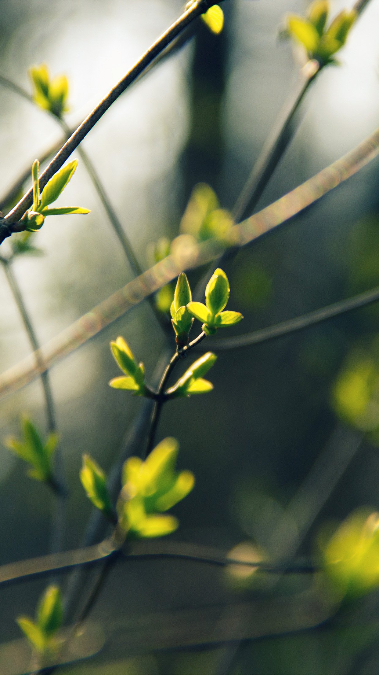 Spring Leave Green Nature Bokeh Tree Android wallpaper