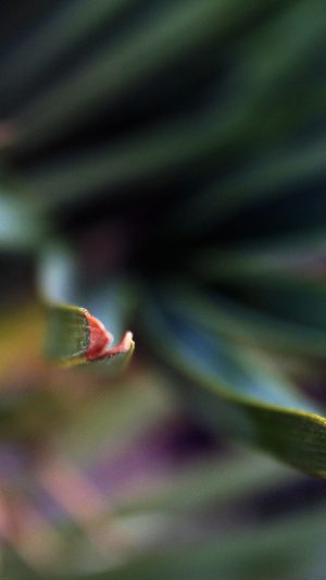 Sting Leaf Dark Summer Nature Android wallpaper