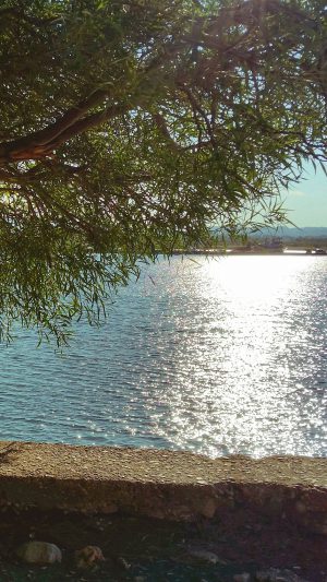 Summer Lake View Tree Sunshine Nature Android wallpaper