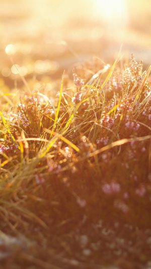 Sun Rise Flower Grass Love Nature Android wallpaper