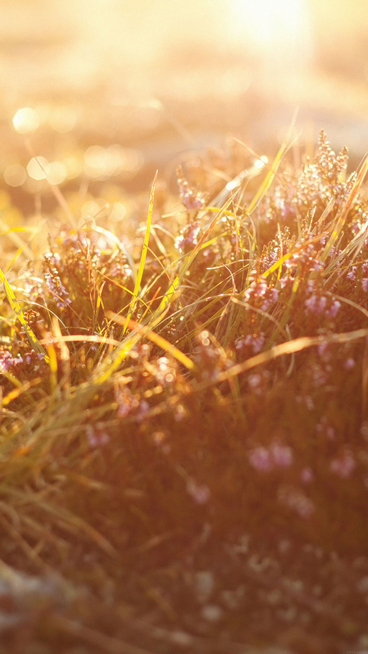 Sun Rise Flower Grass Love Nature Android wallpaper