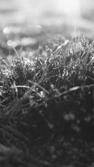 Sun Rise Green Leaf Bw Flower Grass Love Nature Android wallpaper