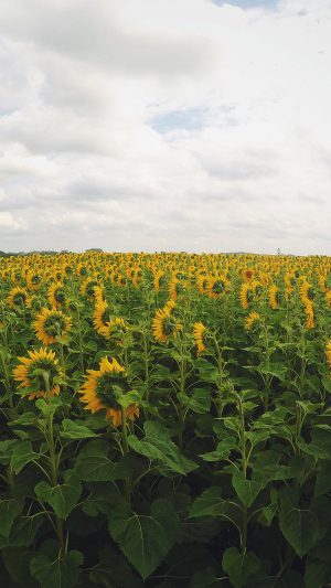 Sunflower Field Nature Flower Green Android wallpaper