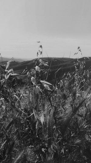 Sunny Summer Day Green Grass Nature Mountain Bw Dark Android wallpaper