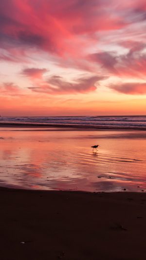 Sunset Beach Bird Red Orange Nature Sea Android wallpaper