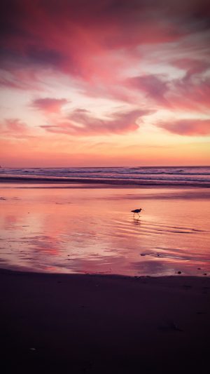 Sunset Beach Bird Red Orange Nature Sea Vignette Android wallpaper