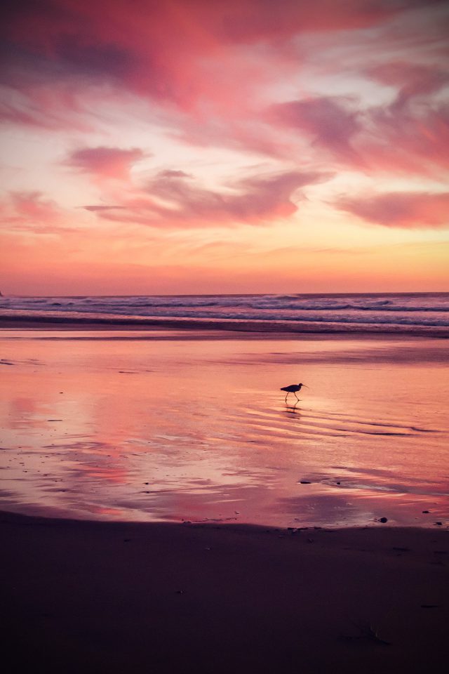 Sunset Beach Bird Red Orange Nature Sea Vignette Android wallpaper