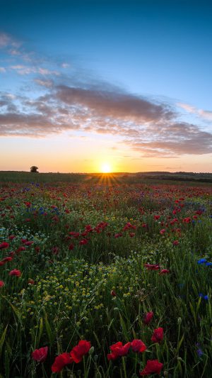 Sunset Flower Nature Color Sky Android wallpaper