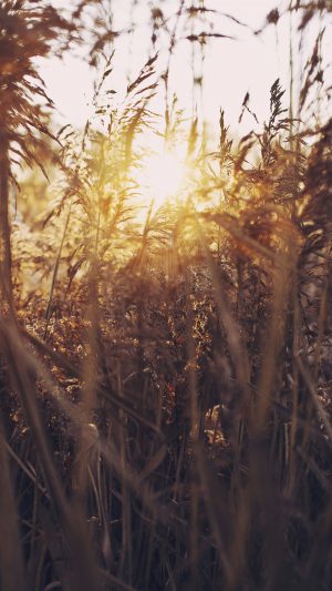 Sunset Nature Flower Fall Mountain Field Android wallpaper