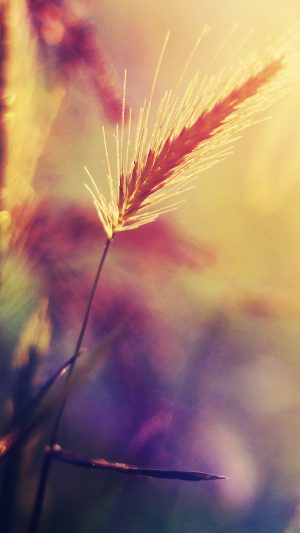 Sunset Reed Flower Flare Nature Android wallpaper