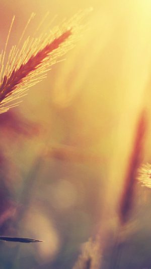 Sunset Reed Flower Nature Android wallpaper