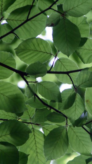 Tree Blossom Nature Leaf Green Android wallpaper