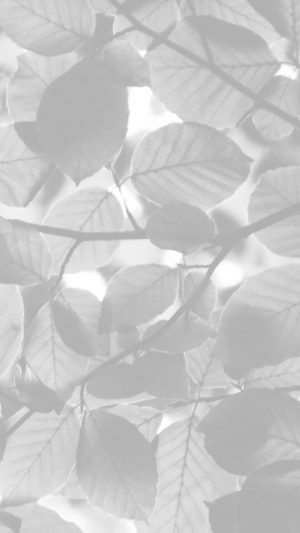 Tree Blossom Nature Leaf Green White Bw Android wallpaper