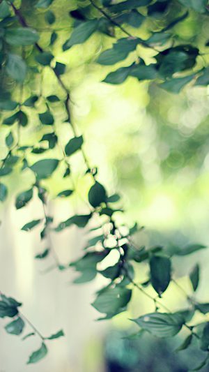 Tree Bokeh Calm Morning Nature Park Android wallpaper