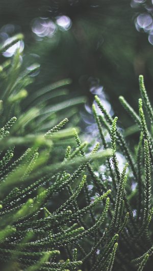 Tree Green Bokeh Nature Sprin Android wallpaper