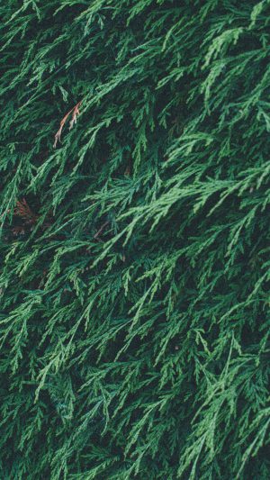 Tree Green Leaf Summer Pattern Nature Android wallpaper