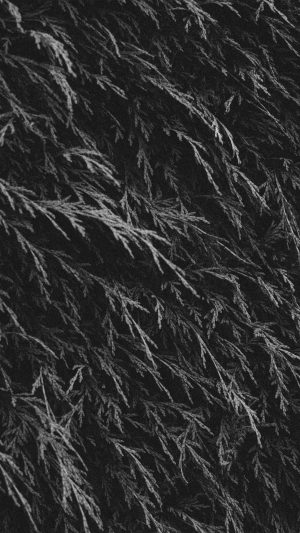 Tree Green Leaf Summer Pattern Nature Dark Bw Android wallpaper