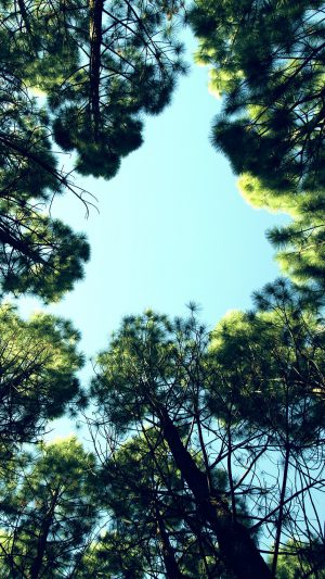 Tree Mountain Sky Wood Nature Green Android wallpaper