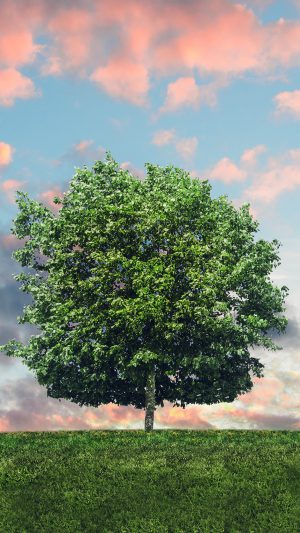 Tree Nature Solo Nature Green Android wallpaper