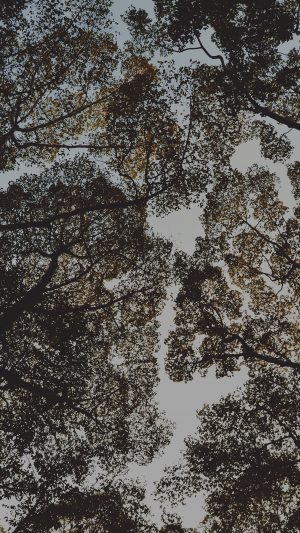 Tree Shadow Sky Nature Night Android wallpaper