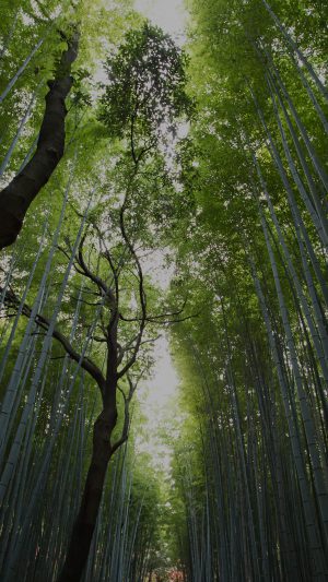 Tree Walk Street Nature Mountain Air Android wallpaper