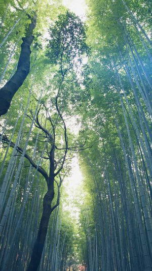 Tree Walk Street Nature Mountain Air Blue Flare Android wallpaper