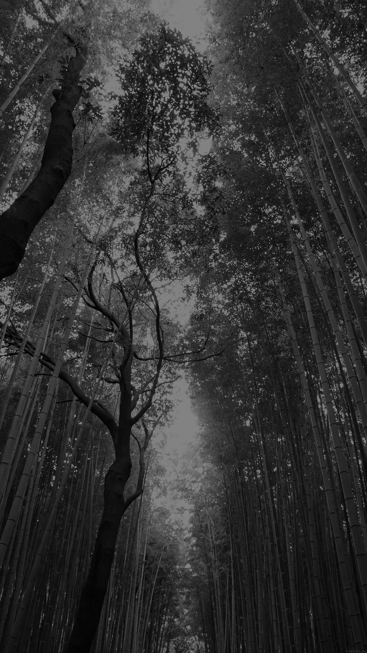 Tree Walk Street Nature Mountain Air Dark Android wallpaper
