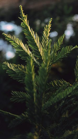 Tree Winter Leaf Bokeh Life Mountain Nature Android wallpaper
