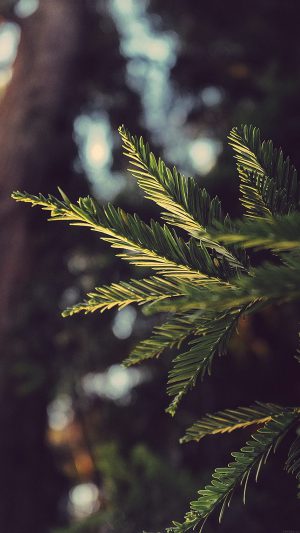 Tree Winter Light Bokeh Life Mountain Nature Android wallpaper