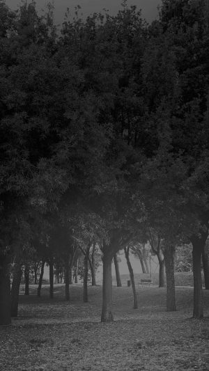 Tree Wood Grass Garden Dark Sun Light Nature Bw Android wallpaper