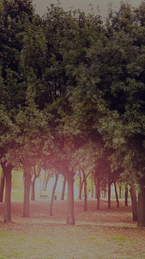 Tree Wood Grass Garden Dark Sun Light Nature Park Android wallpaper