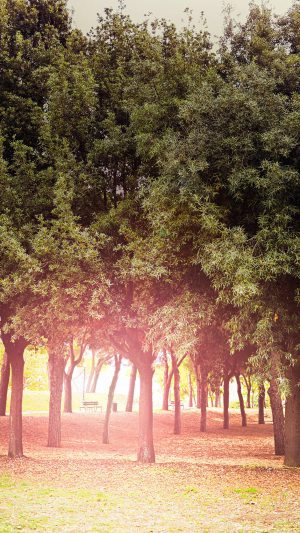 Tree Wood Grass Garden Sun Light Nature Park Android wallpaper
