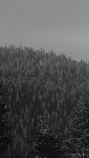 Tree Wood Mountain Nature Dark Bw Android wallpaper