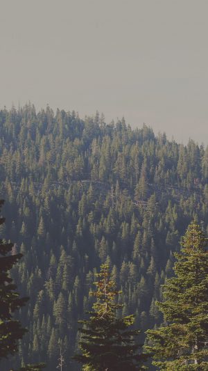 Tree Wood Mountain Nature Green Android wallpaper