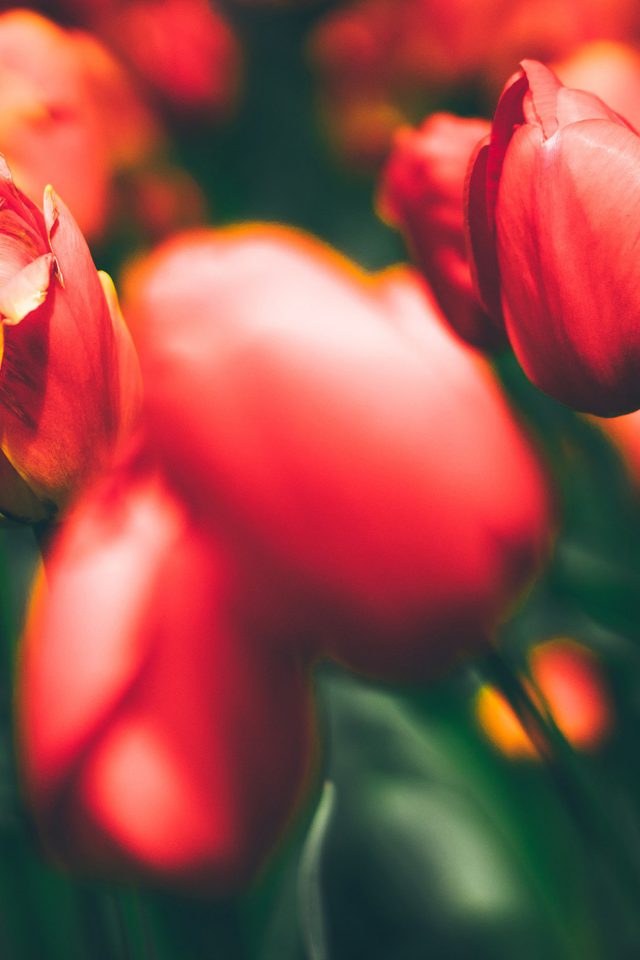 Tulips Red Flower Nature Sprin Android wallpaper