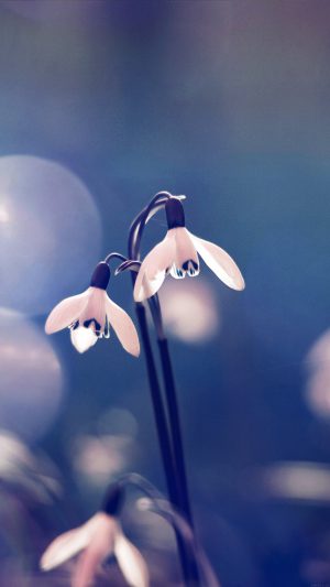 Uknown Flower Blue Bokeh Flare Nature Android wallpaper