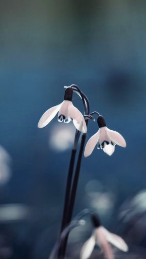 Uknown Flower Blue Bokeh Nature Android wallpaper