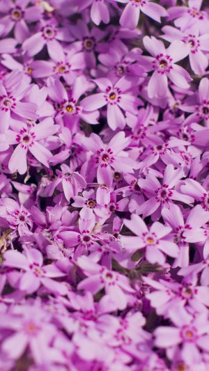 Violet Flower Nature Party Spring Blossom Android wallpaper